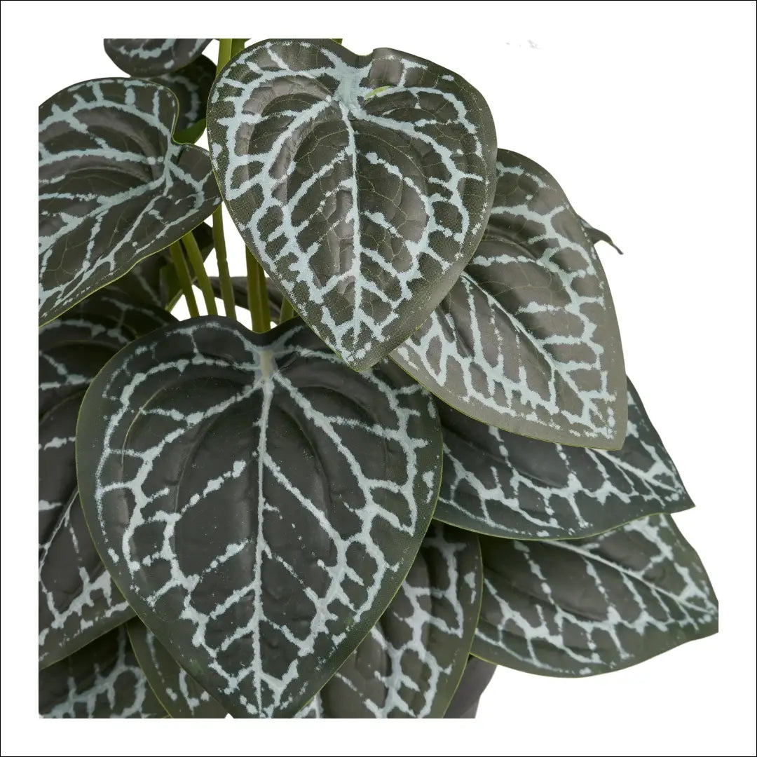 Augalas žalias aukštis: 33 cm RD1252 - €17 Save 15% __label:Pristatymas 5-14 d.d., nordic, Plants, under-25, uzsakomi