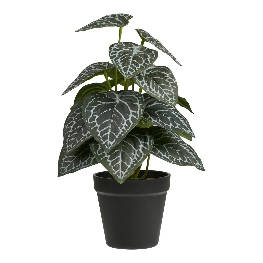 Augalas žalias aukštis: 33 cm RD1252 - €17 Save 15% __label:Pristatymas 5-14 d.d., nordic, Plants, under-25, uzsakomi