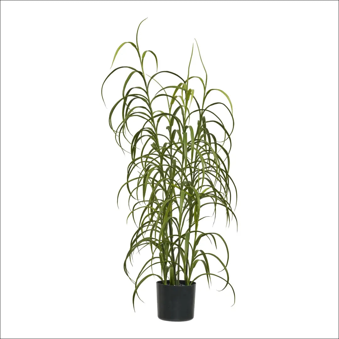 Augalas žalias aukštis: 68 cm RD1253 - €36 Save 15% 25-50, __label:Pristatymas 5-14 d.d., nordic, Plants, uzsakomi €25
