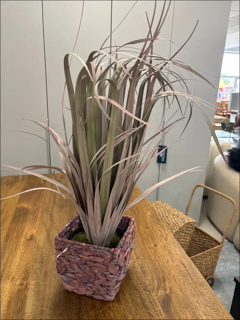 Dekoratyvinis augalas vazonėlyje DI10291 - €22 Save 50% __label:Pristatymas 1-2 d.d., augalai, color-violetine,