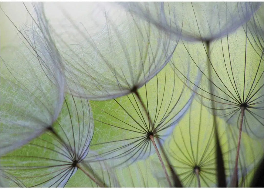 Fototapetas DI10961 - €50 Save 50% 50-100, __label:Pristatymas 1-2 d.d., color-zalia, interjeras, sienu dekoracijos