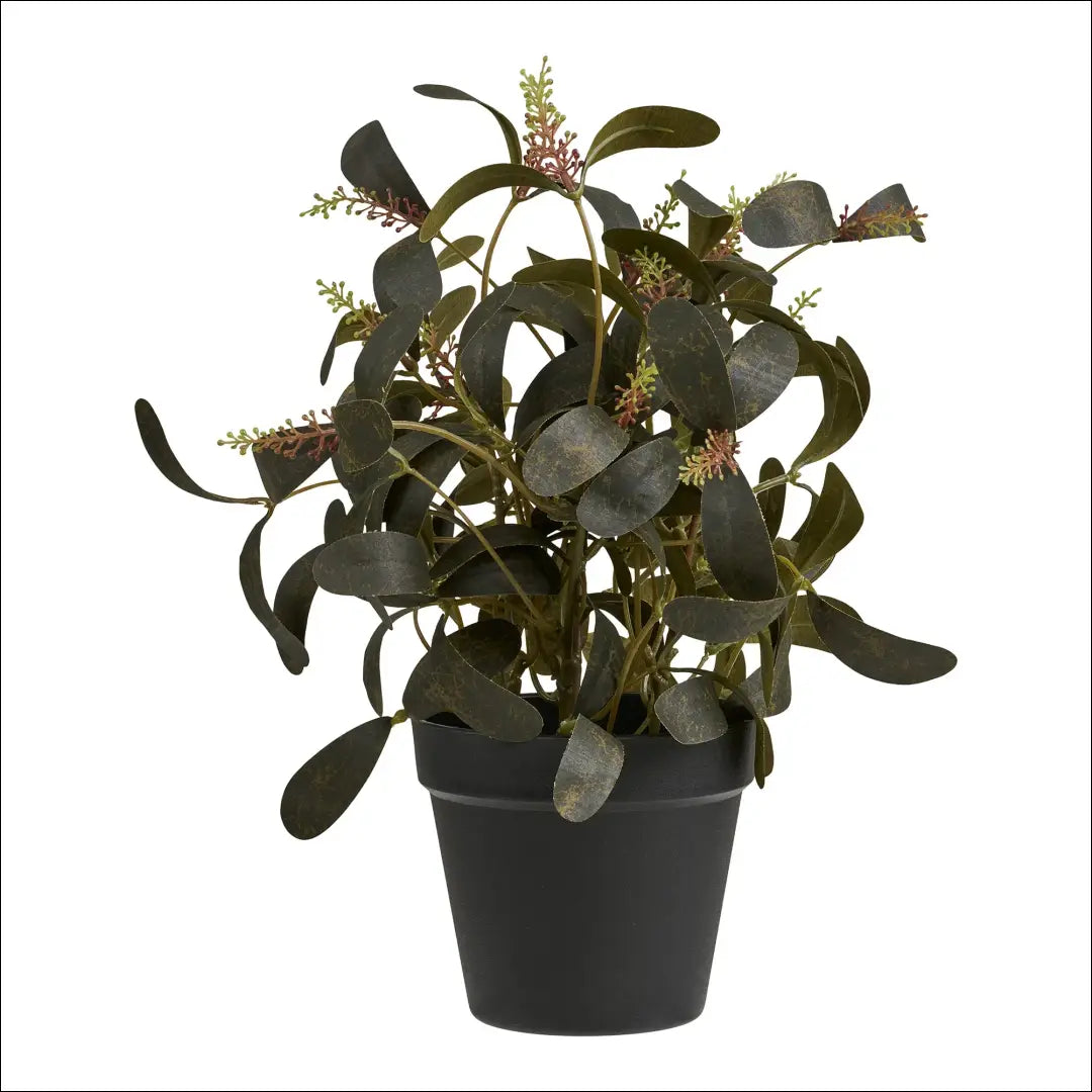 Augalas žalias aukštis: 35 cm RD1251 - €24 Save 15% __label:Pristatymas 5-14 d.d., nordic, Plants, under-25, uzsakomi