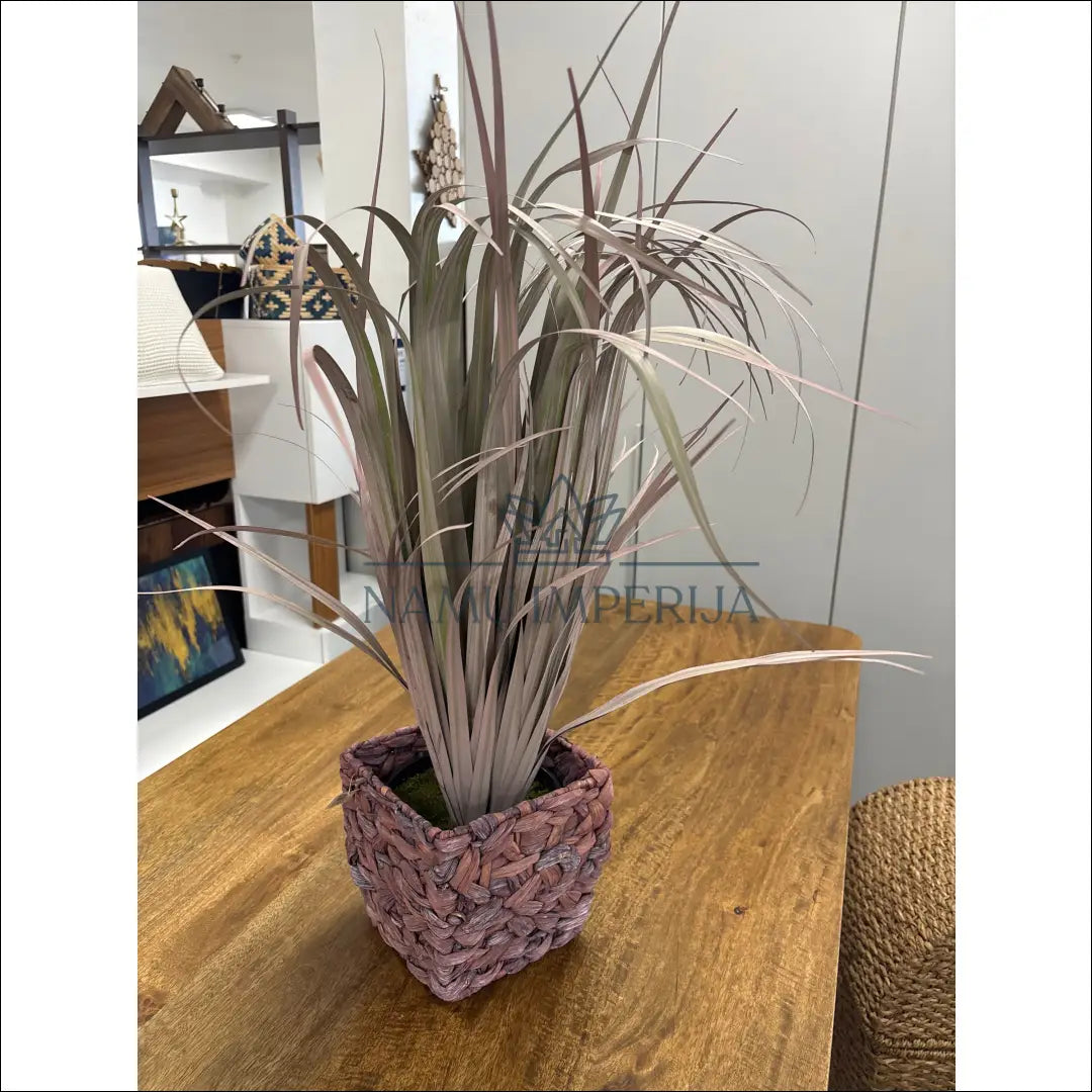 Dekoratyvinis augalas vazonėlyje DI10291 - €22 Save 50% __label:Pristatymas 1-2 d.d., augalai, color-violetine,