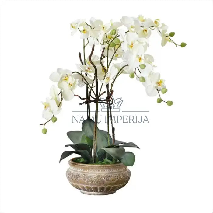 Dirbtinė orchidėja su vazonu DI2559 - €28 Save 65% 25-50, __label:Pristatymas 1-2 d.d., color-balta, color-ruda,