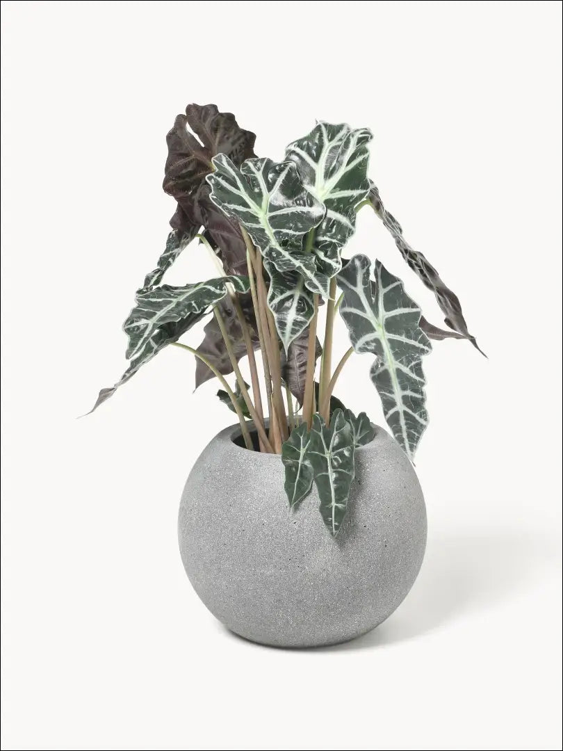 Vazonas DI9890 - €28 Save 55% 25-50, __label:Pristatymas 1-2 d.d., color-pilka, interjeras, material-betonas €25 to €50